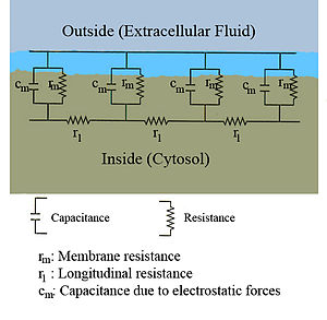A diagram showing the resistance and capacitance across the cell membrane of an axon.  The cell membrane is divided into adjacent regions, each having its own resistance and capacitance between the cytosol and extracellular fluid across the membrane.  Each of these regions is in turn connected by an intracellular circuit with a resistance.