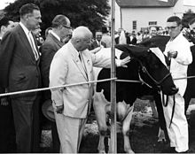 A group of middle-aged men at a farm. A man in a white suit in the center is caressing a cow.