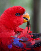 Papagaio vermelho com amarelo bill e asa penas em conta