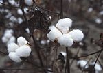 Cápsulas do algodão pronto para a colheita