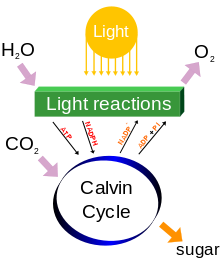 Um diagrama de processos de fotossíntese, incluindo o rendimento de água e dióxido de carbono, iluminação e liberação de oxigênio. Reacções produzir ATP e NADPH num ciclo de Calvin com um açúcar como um subproduto.