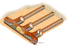 A drawing showing a main tubular tunnel, connected on its side to three other tubular tunnels, all embedded in sand-like matter.