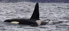 Voltar e nadadeira dorsal de baleia assassina projetando acima da superfície do mar, incluindo o patch cinza sela e parte do tapa-olho branco: A barbatana dorsal sobe abruptamente a um ponto arredondado.