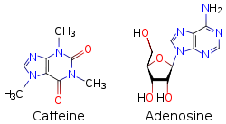 Duas fórmulas esqueléticas: à esquerda - cafeína, certo - adenosina.