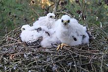 Três pintainhos macios, brancos em um ninho