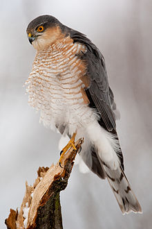 Adult male Eurasian Sparrowhawk perching on branch