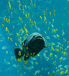 Uma garoupa gigante no Georgia Aquarium, visto nadando entre as escolas de outros peixes