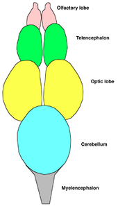 Anatómico diagrama que mostra os pares de olfactivo, telencéfalo, e lobos ópticos, seguido por o cerebelo e a mylencephalon
