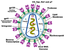 Uma estrutura circular com estruturas roxo que sai dela e uma série de objectos no interior do círculo que representam diferentes aspectos do vírus