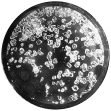 black-and-white photo showing icy-looking crystals in a dish