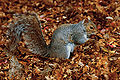 Esquilo de cinza oriental Beacon Hill Park.jpg