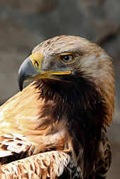 Foto de um Oriente Águia Imperial, uma ave rara na Bulgária
