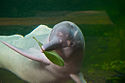 Amazon river dolphin.jpg
