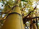 Bambu-imperial-Detalhe.jpg