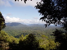 Uma vista sobre o topo da floresta tropical Taman Negara