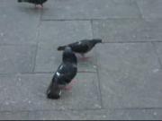 Arquivo: Pigeondance.ogg