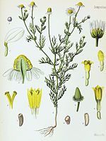 Matricaria recutita - Köhler-s Medizinal-Pflanzen-091.jpg