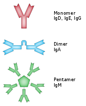 Alguns anticorpos formarem complexos que se ligam a várias moléculas de antigénio.