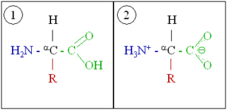 Um aminoácido, que mostrado em dois estados de ionização. Em primeiro lugar, é mostrada na mesma disposição que a imagem de chumbo. Esta é a forma sindicalizados. Também é mostrado na forma ionizada, depois de o grupo carboxilo perdeu um átomo de hidrogénio, o que introduz uma carga negativa, e o grupo amino ganhou um átomo de hidrogénio, o que introduz uma carga positiva.